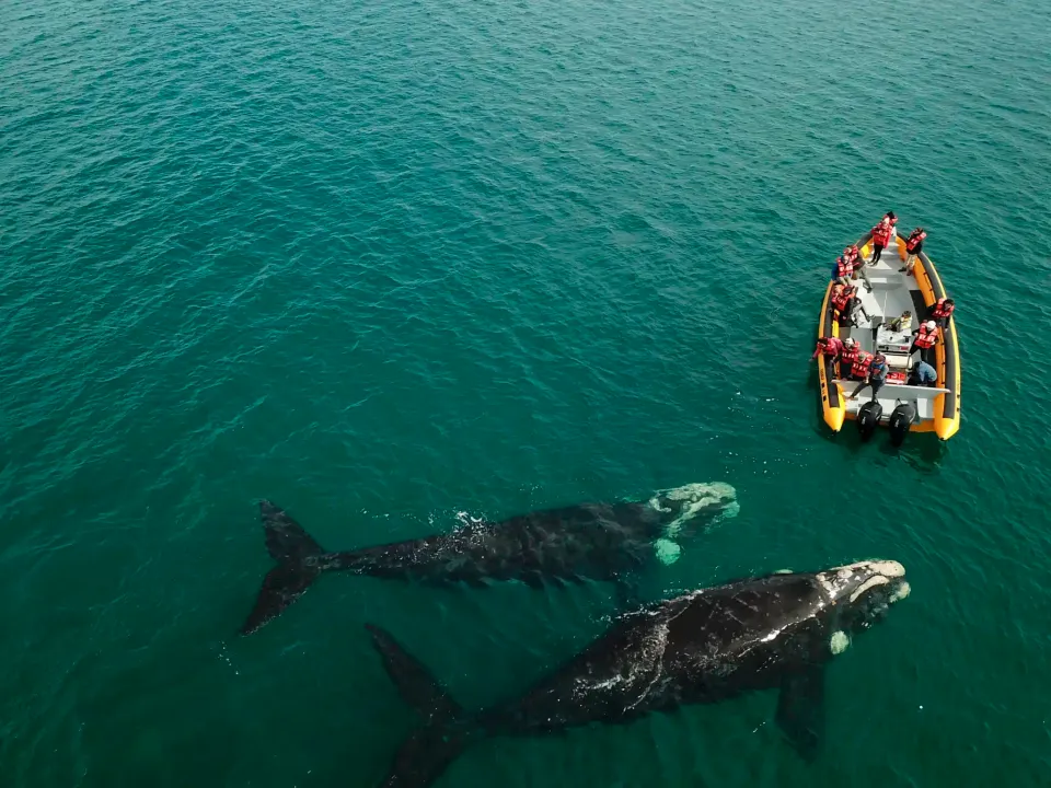 ballenas-puerto-sae
